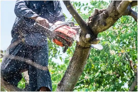 tree services Martins Creek